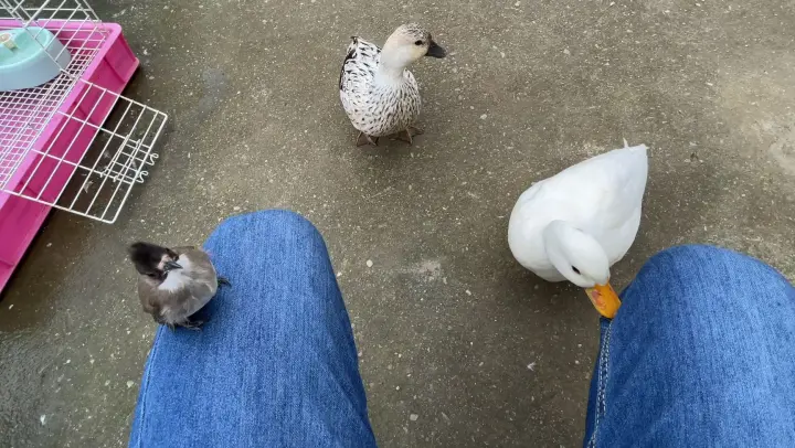 [Animal] Ducks come to follow me