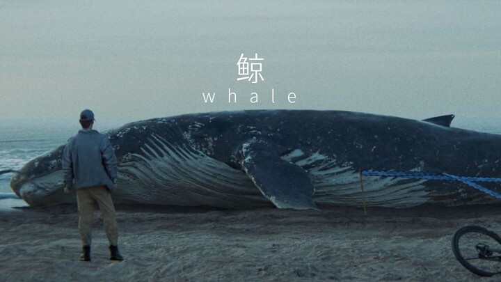 “ฉากหนังสมจริงของ Blender” วาฬ