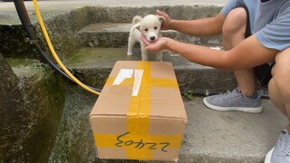 粉丝从日本送过来的宠物，这也太可爱了吧