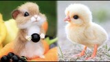 Cute Baby Animals Videos Compilation | Funny and Cute Moment of the Animals #11- Cutest Animals