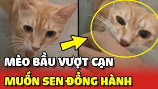 Mèo bầu VƯỢT CẠN muốn Sen bên cạnh cùng ĐỒNG HÀNH ❤️ | Yêu Lu