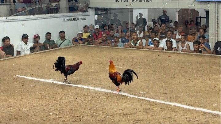 3 cock derby first fight lose