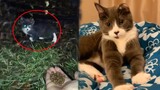 Abandoned Cat Found In Backyard Mauled By A Predator   Save Cat Life