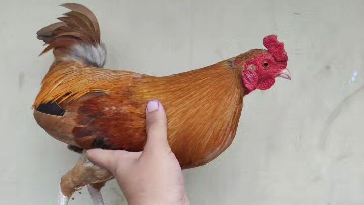 2x winner gold                  bantam sumasayaw 🤌🐓🤏