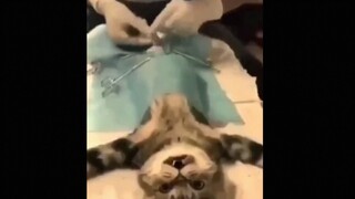 Video Compilations Of Cats And Humans