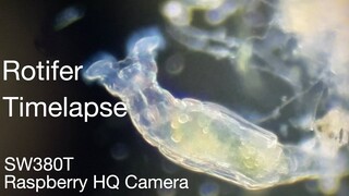 Microscopy Time lapse (SWIFT SW380T - Raspberry pi 4 HQ Camera)