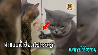 รวมคลิปสัตว์ ฮ่าๆ {แมวมาเฟีย} EP.3