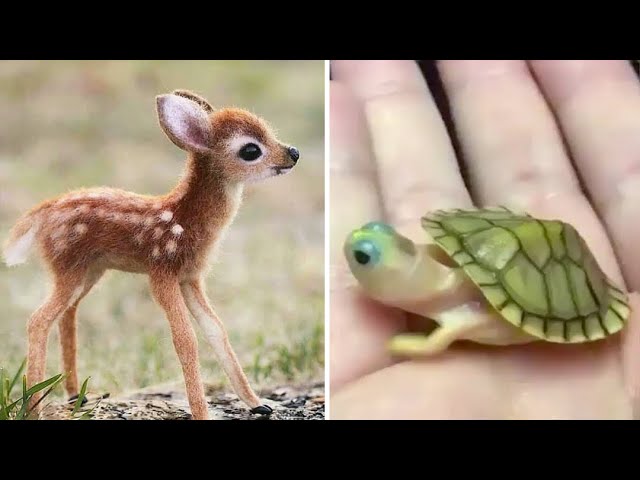 cute funny baby animals