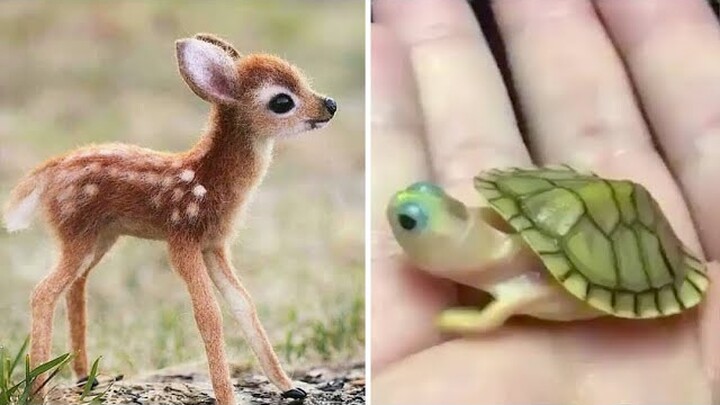 Cute Pets And Funny Animals Compilation #42 - Pets Garden - Bilibili Cute Pets And Funny Animals Compilation #42 - Pets Garden - Bilibili
