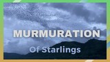 Mesmerizing Murmuration of Starlings! Beautiful relaxing music