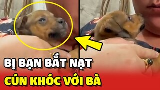 Bị bạn BẮT NẠT chú cún con ẤM ỨC về KHÓC VỚI BÀ  | Yêu Lu