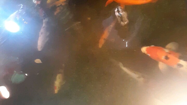 beauty fish