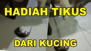 HADIAH DARI KUCING UNTUK PEMILIKNYA, DIBERI TIKUS OLEH KUCING