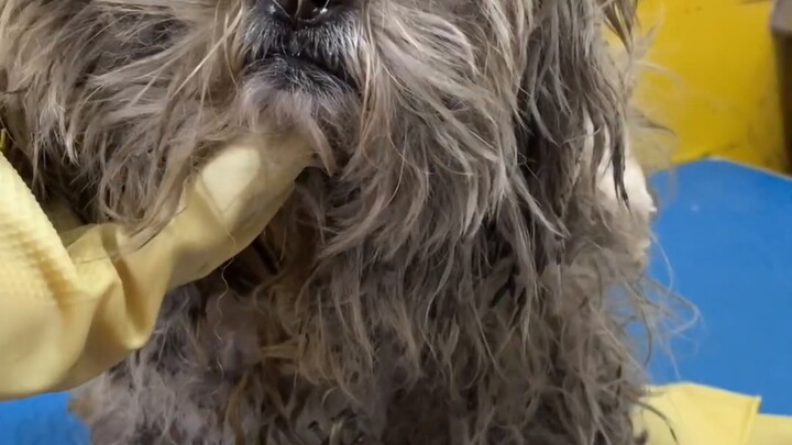 The old lady came to the pet store and spent 200 yuan to renovate a white dog with pulp.