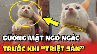 Gương mặt NGƠ NGÁC của bé mèo khi sắp bị TRIỆT SẢN 😂 | Yêu Lu