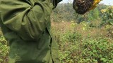 ĐI SĂN ONG RUỒI - Wild Honey Hunters