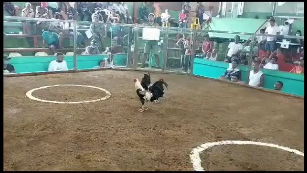 1st fight dalawa Tari ng kalaban palakasan lng ng loob tiwala sa manok #Draco