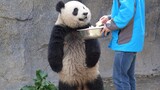 Xue Bao yang terjatuh #Xue Bao si Panda#