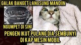 Astagfirullah Kucing Liar Mau Ikut Pulang Diam-Diam Ngumpet Di Kap Mobil Endingnya Bikin Nangis..!
