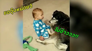 คลิปตลกน้องหมา รวมคลิปตลก ของ น้องหมา