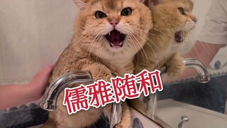 一只儒雅随和猫洗澡，口吐芬芳一刻不停！