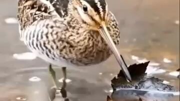 burung goyang asiek