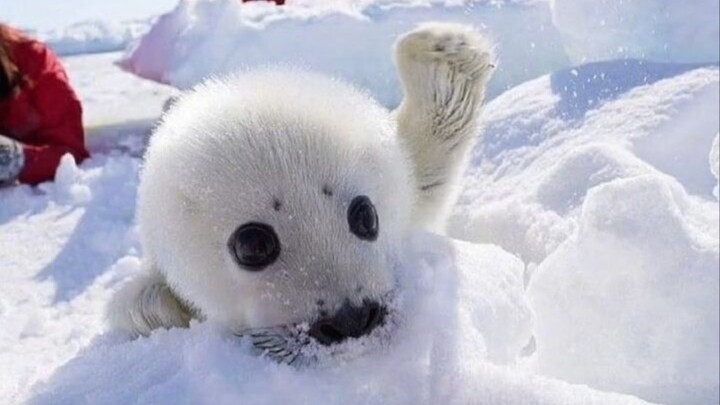 Because they are so cute, every time they meet tourists and scientific researchers, they will be rub