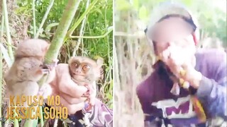 Mga tarsier, hinuli at ginawang content ng vloggers mula South Cotabato?! | Kapuso Mo, Jessica Soho