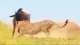 cheetah in hunting mode