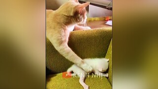 Tấu hài động vật vui nhộn 😂. giaitri vuinhon haihuoc haicuoi