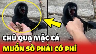 Đáng yêu với chú Quạ biết mặc cả muốn SỜ thì phải có LỆ PHÍ 😂 | Yêu Lu