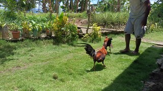 gwapot magling lines. (brothers) 6 months old and 18 days.