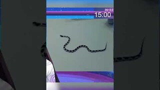 MY SHY PET SNAKE !!! 🐍 #shorts