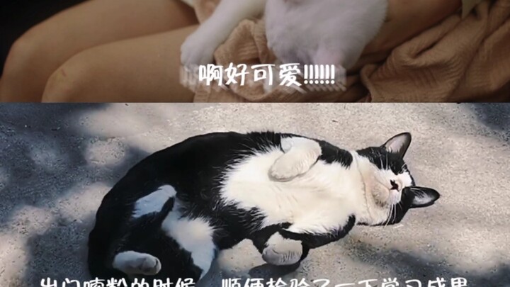 关于我选修了猎罪图鉴中空手套肥猫的课程这件事情