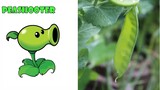 ALL PVZ Plants In Real Life!