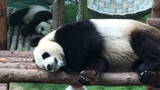 [Panda Jinhu] ได้เวลานอนกลางวันแล้วสินะ