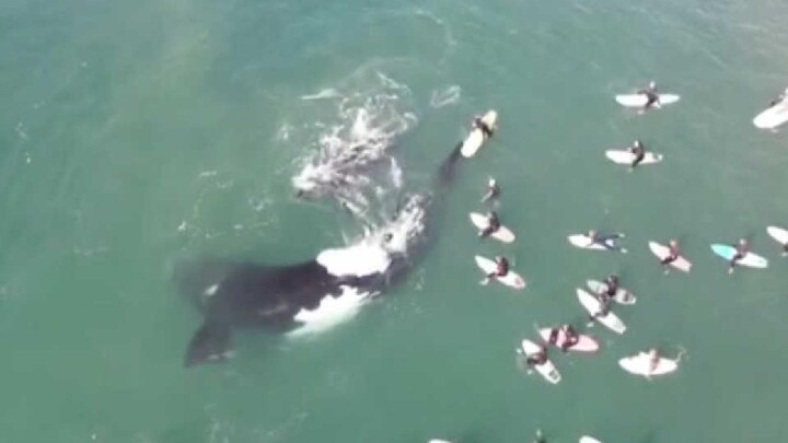 Mother & Baby Whales Playing with the Surfers