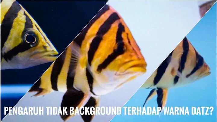 REVIEW BACKGROUND AQUARIUM IKAN DATZ (TIGERFISH)