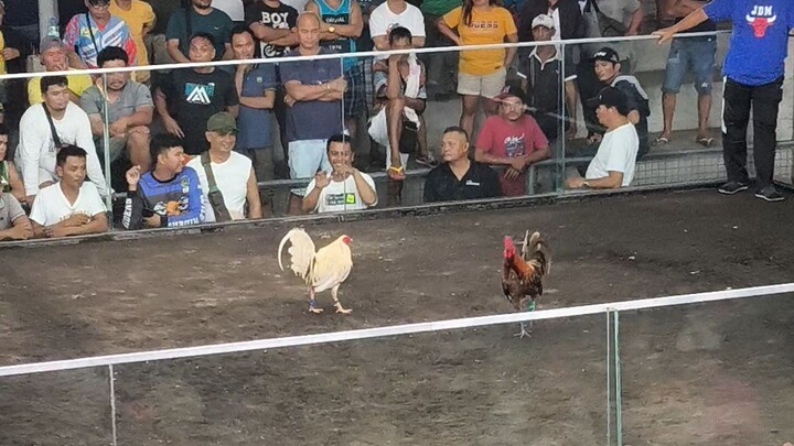 magaling na manok