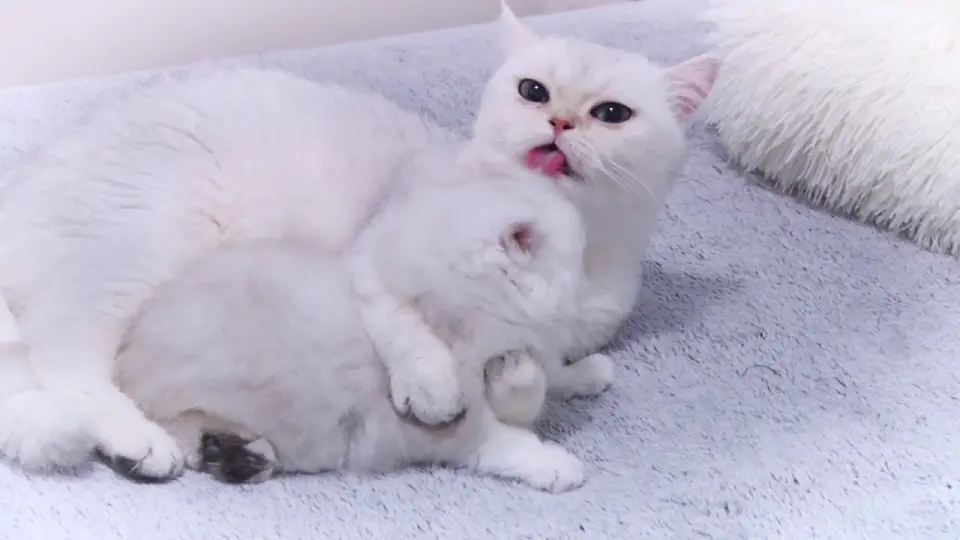 Naughty funny baby cats Eva and Evan - Bilibili Naughty funny baby cats Eva and Evan - Bilibili