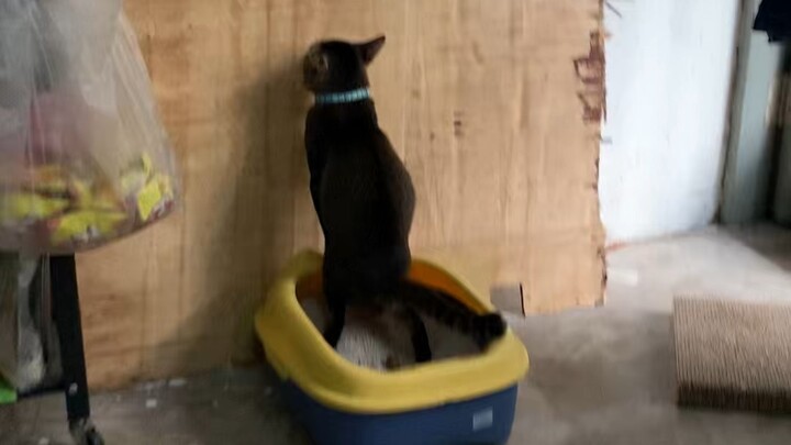 Berak berdiri memang asik #jebontherosakcat