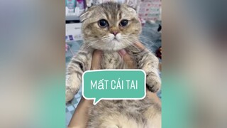 Rồi vào tay tui là cụa tui mèo cat