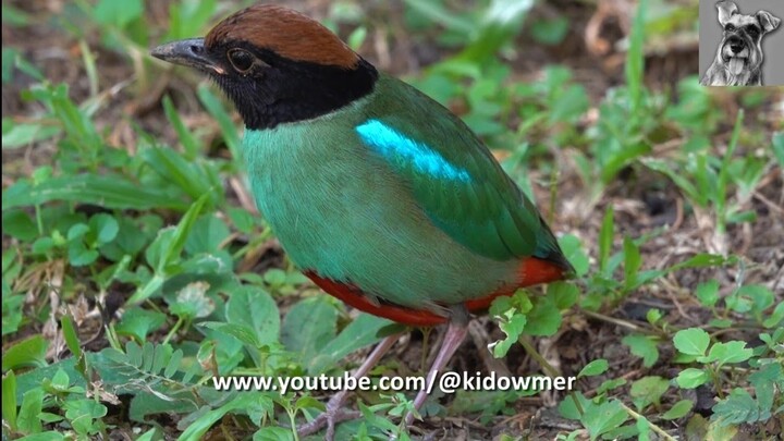 Migratory HOODED PITTA chilling out in sub-urban Singapore