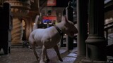 Babe: Pig In The City (1998)