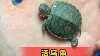 男子《贪便宜》1元网购了一只乌龟，开箱后差点气个半死。。差点翻车了