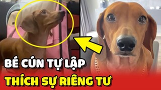 Chú chó có tính cách TỰ LẬP và thích sự RIÊNG TƯ 😂 | Yêu Lu