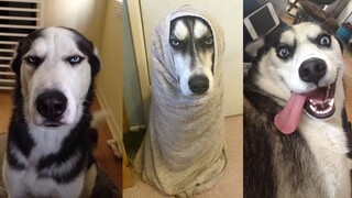 Khổ Thân Con SEN Khi Nuôi NGÁO | Đại Ngáo HUSKY | Funny Husky Videos TRY NOT TO LAUGH