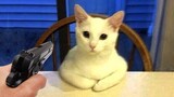OMG So Cute ♥ Best Funny Cat Videos 2021 #168