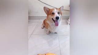 Ối dồi ôi thằng lùn nó tự nhận là mình thối 😅😅 corgi chó dogs chó_cưng