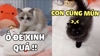 Hành Trình Sinh Nở Của CẦU TUYẾT Cùng Cục Bông Đen Thui 😂 | Pets TV